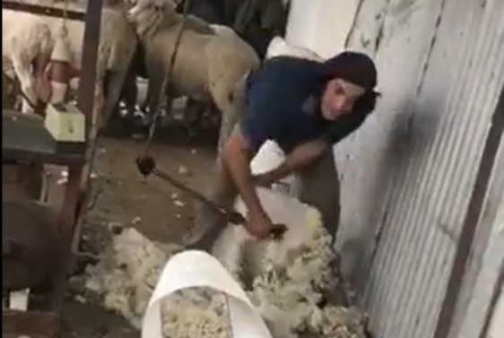 Edinson Cavani šiša ovce dok čeka početak priprema u Madridu